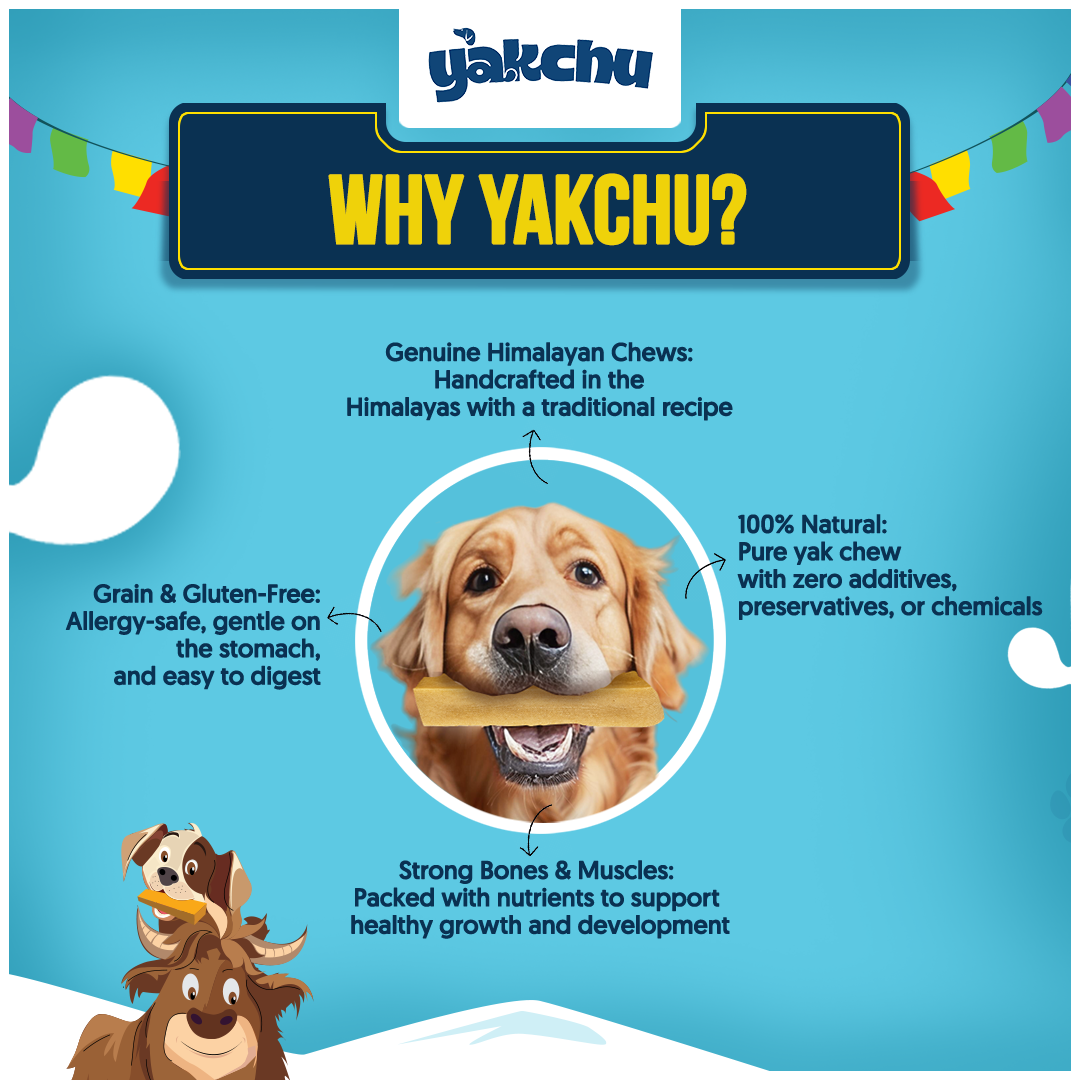 Yakchoo Himalayan Yak Cheese Dog Chews – Medium 70g - 2 or 3 Pack Options