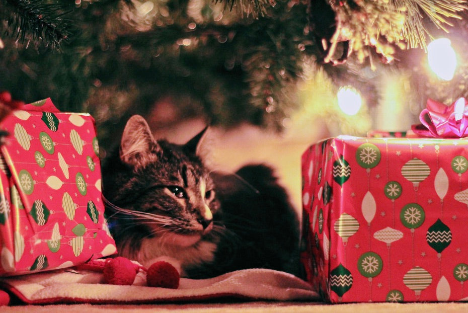 The Best Christmas Gifts for Cats 2025