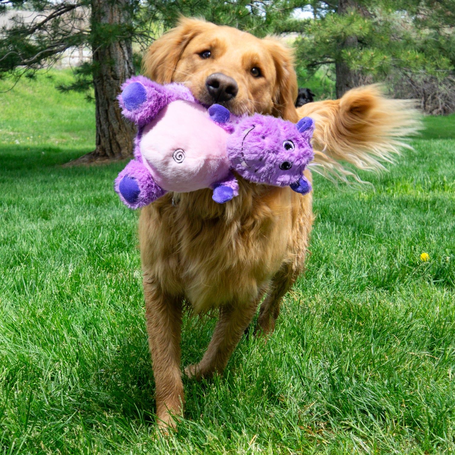 KONG Knots Belly Hippo